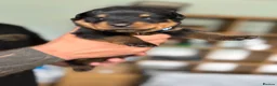 Rottweiler dogs for sale: Stunning Rottweiler Puppies  - Advert 5