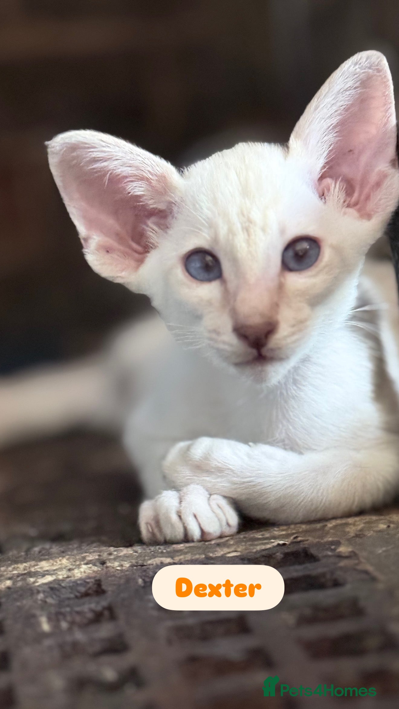 Siamese cats Cute Siamese babies - Advert 1