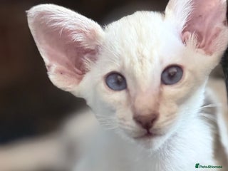 Siamese cats Cute Siamese babies - Advert 1