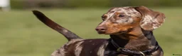 Miniature Dachshund dogs for stud: Dachshund Stud Available  - Advert 5