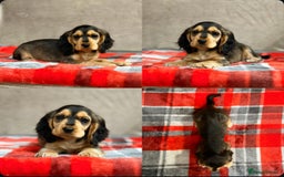 Cocker Spaniel dogs for sale: STUNNING COCKER SPANIEL PUPPIES  - Image 29