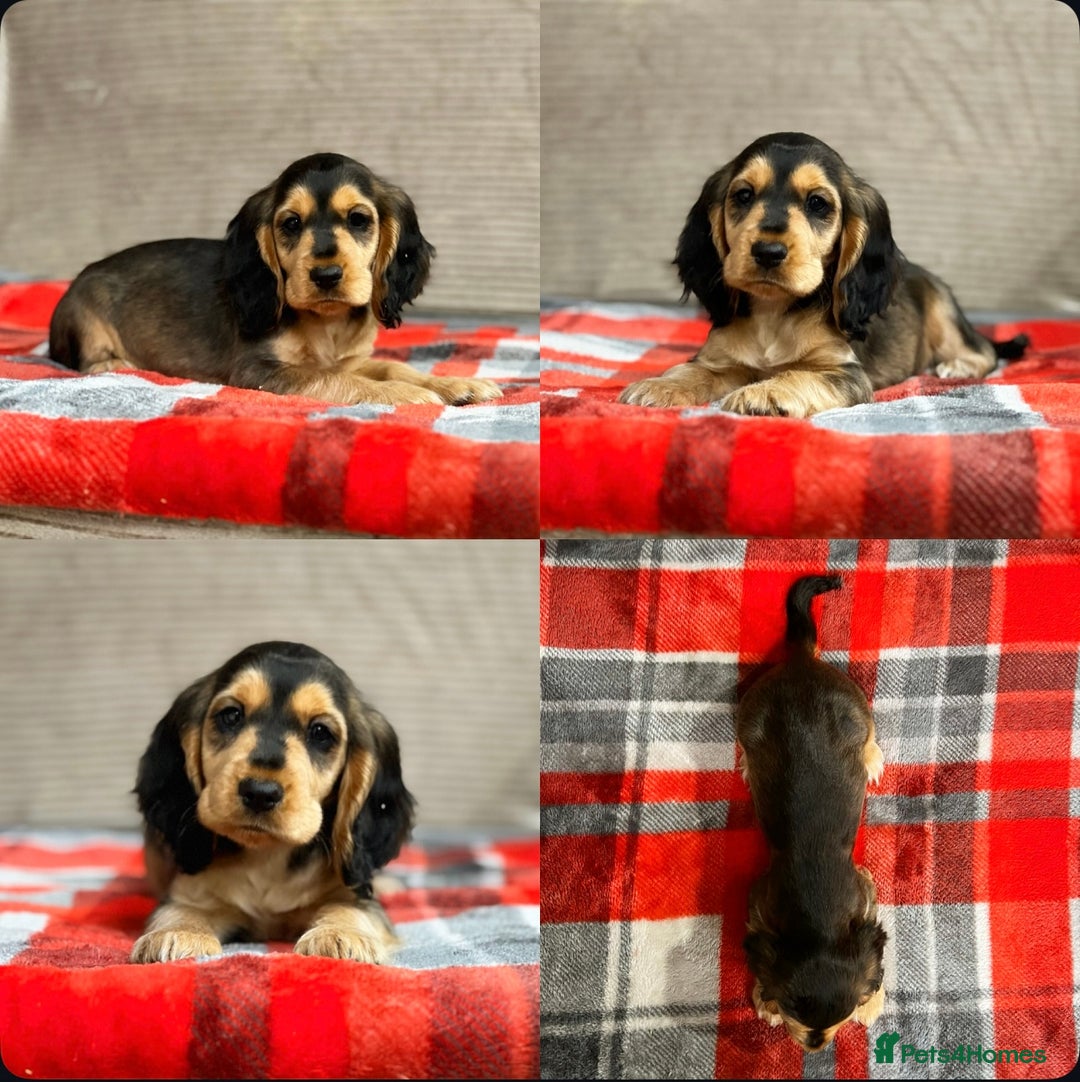 Cocker Spaniel dogs for sale: STUNNING COCKER SPANIEL PUPPIES  - Image 29
