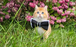 Scottish Fold cats for sale: READY NOW - TICA - SCOTTISH STRAIGHT BOY, NY12. - Image 18