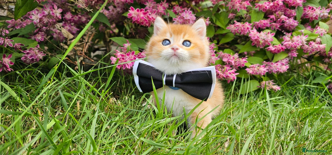 Scottish Fold cats for sale: READY NOW - TICA - SCOTTISH STRAIGHT BOY, NY12. - Image 18