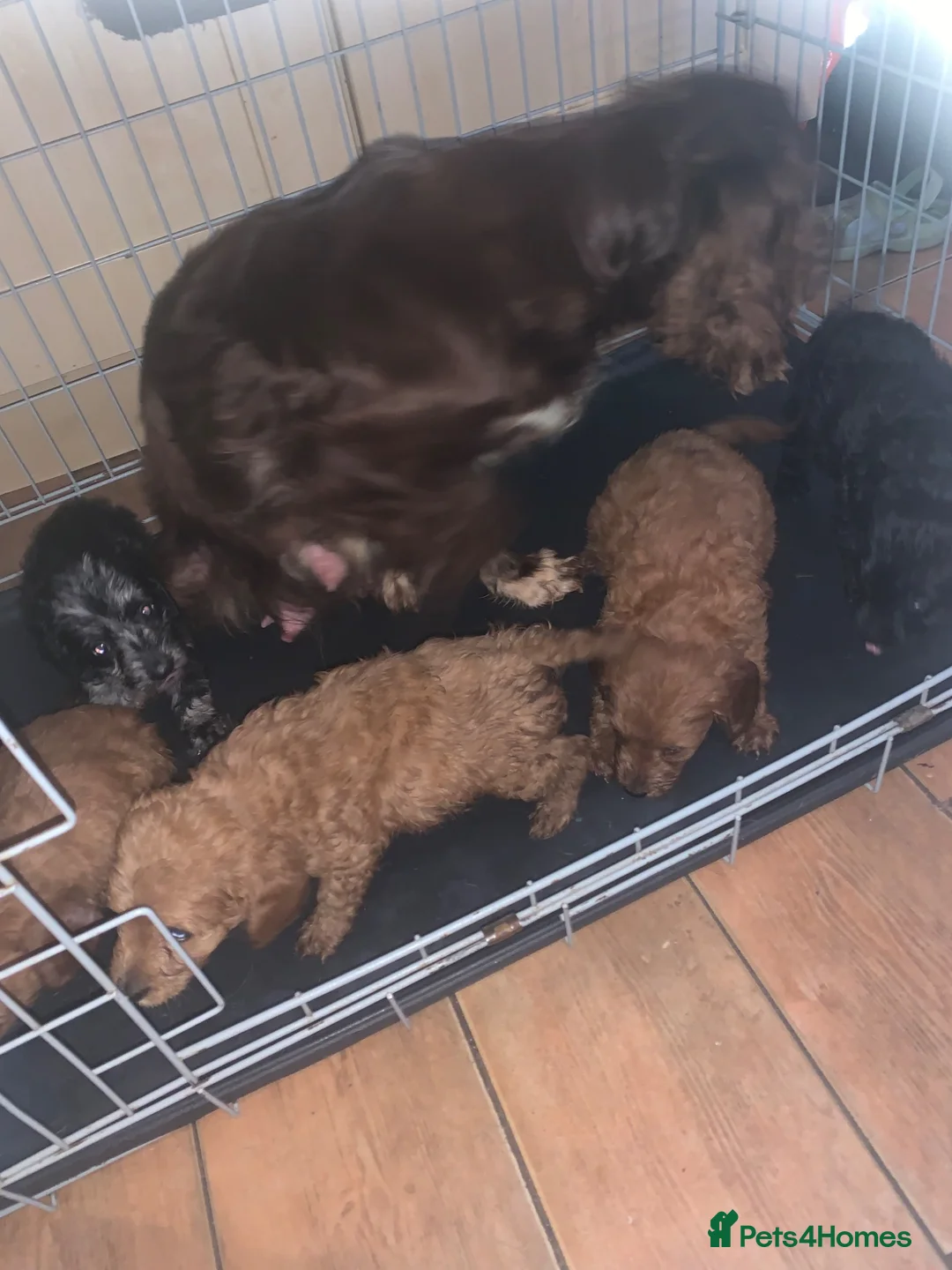 Cockapoo dogs for sale: Stunning litter of cockapoo’s  in Bradford - Advert 15
