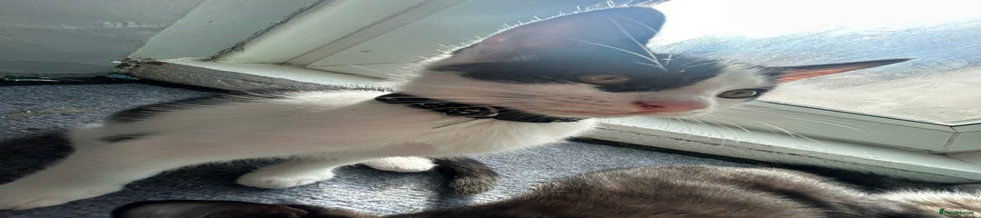 British Shorthair Kitten 2