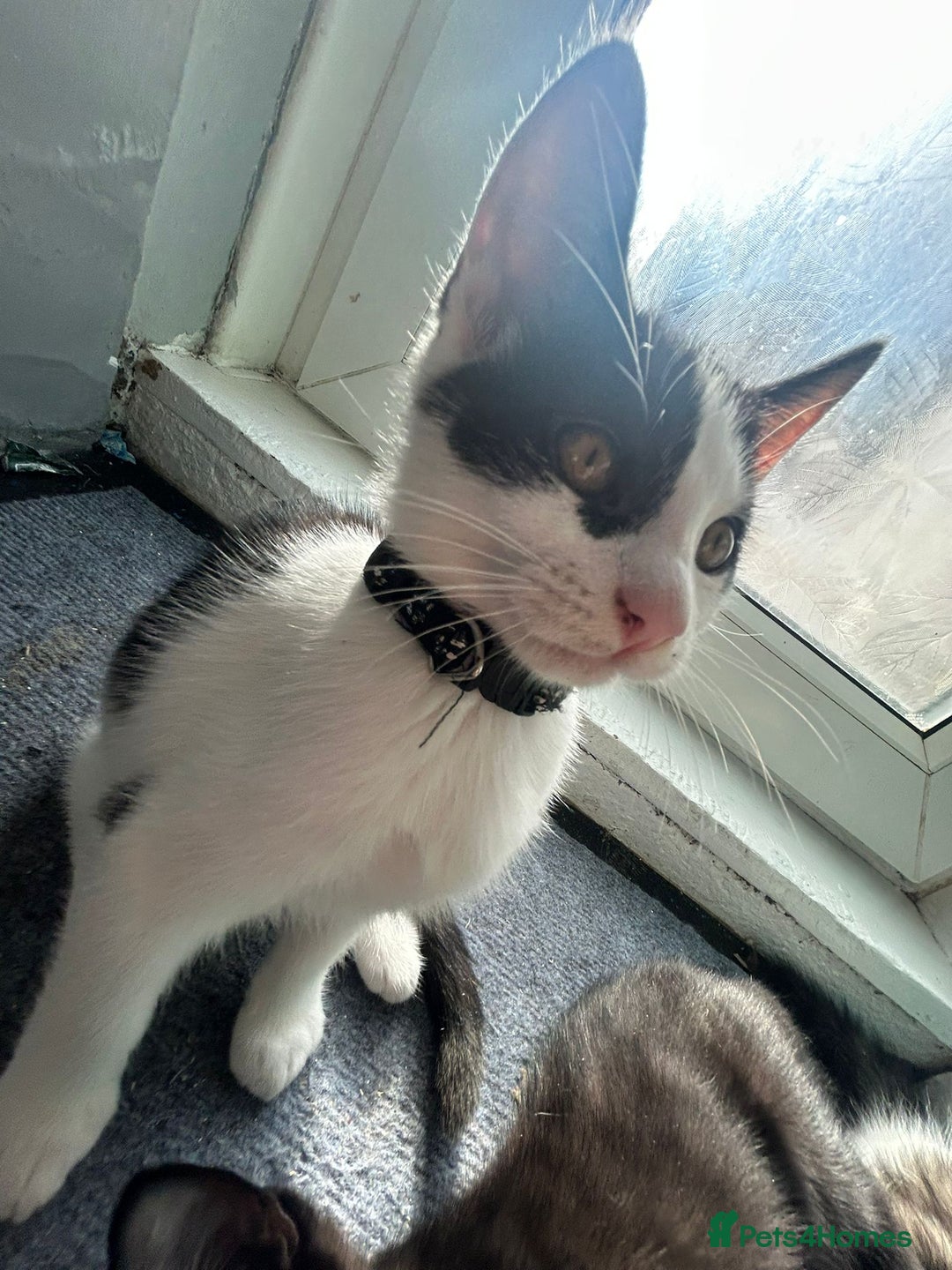 British Shorthair cats for sale: British shorthair kittens  - Image 7