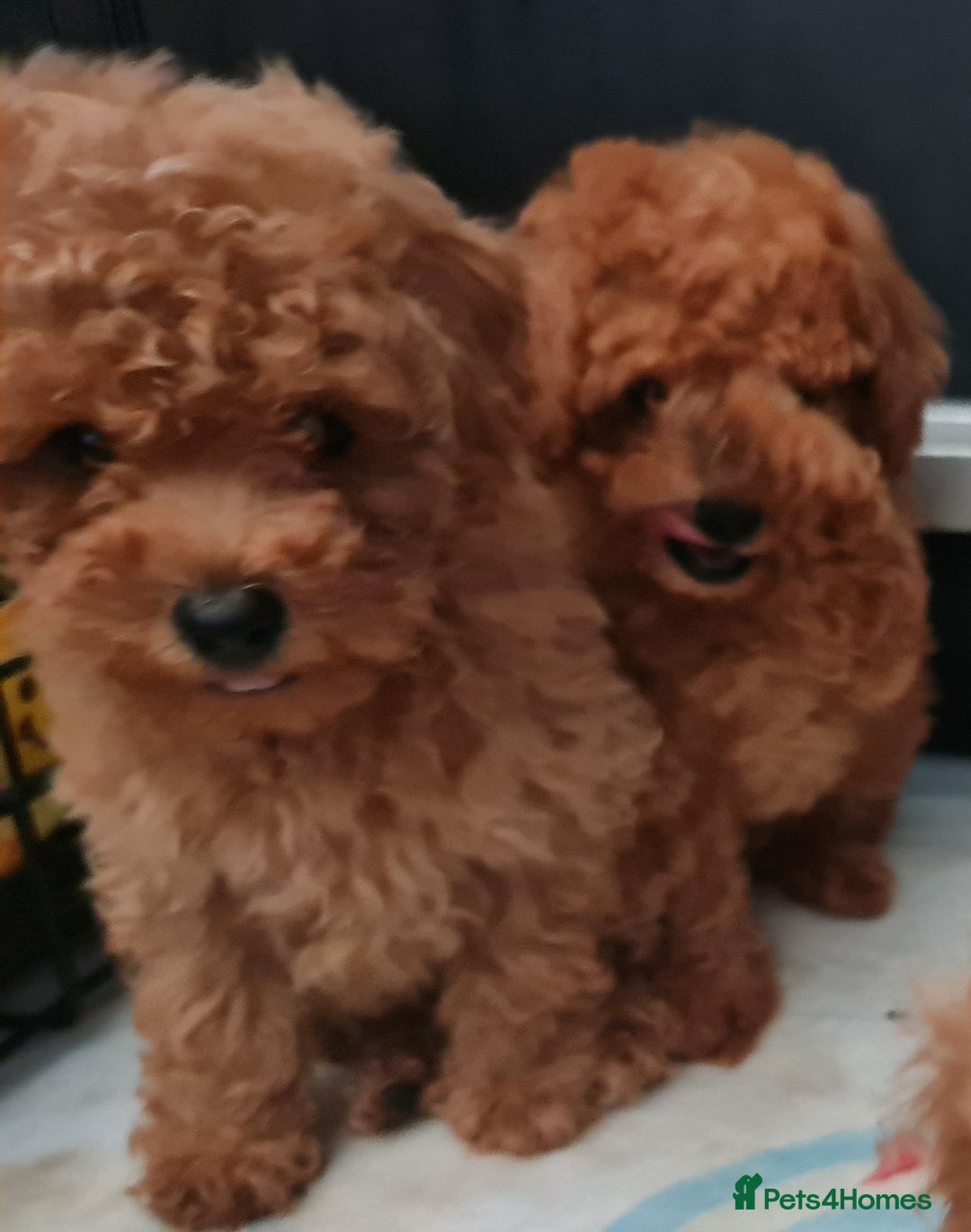 Toy Poodle dogs for sale: Tiny kc Russian background toy poodle poppies  - Image 29