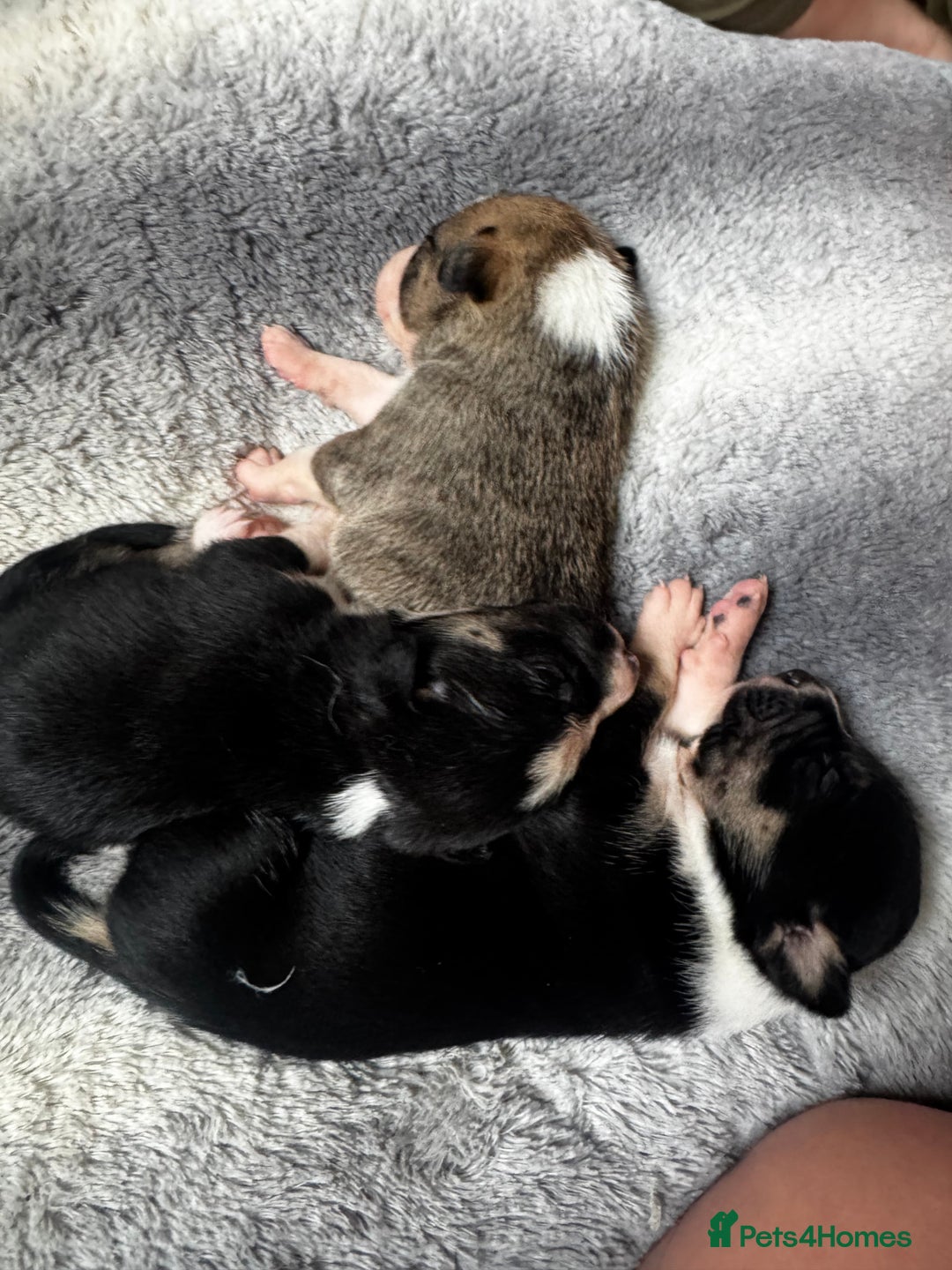 Mixed Breed dogs for sale: Pups for sale  - Advert 9