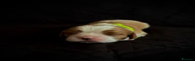 Light green collar boy