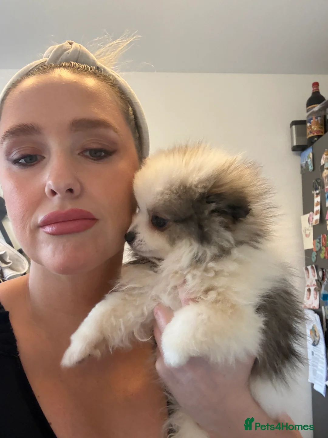 Pomeranian dogs for sale: Beautifully  **  fluffy Pomeranian puppies - Advert 1