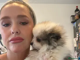 Pomeranian dogs Beautifully ** fluffy Pomeranian puppies - Advert 4