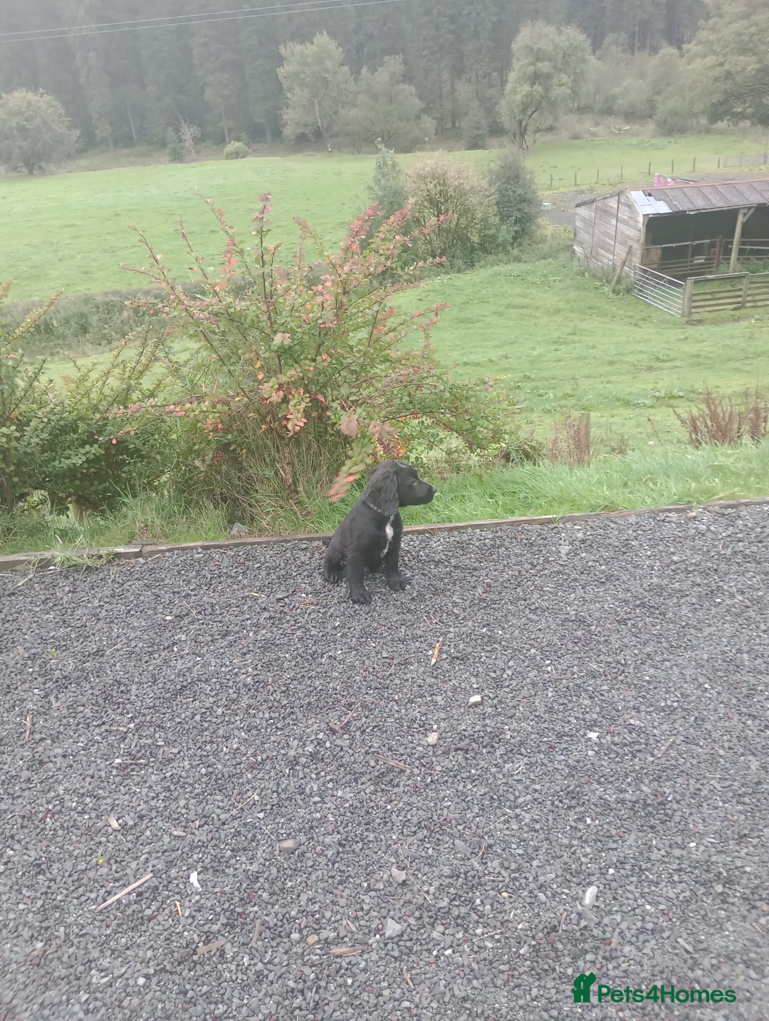 Sprocker dogs for sale: 8 gorgeous Sprocker puppies  - Image 16