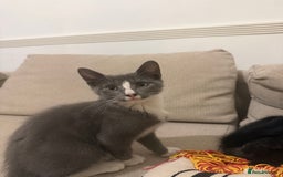 Mixed Breed cats for sale: 2 sweet natured and playful kittens for sale - Image 7