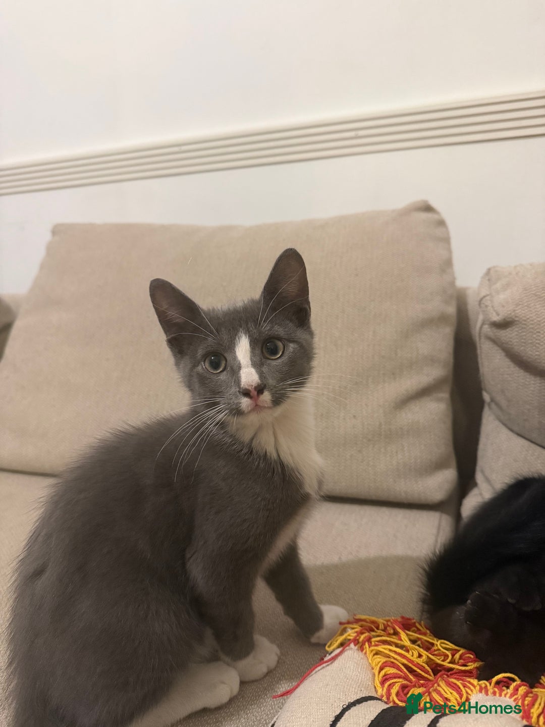Mixed Breed cats for sale: 2 sweet natured and playful kittens for sale - Image 7