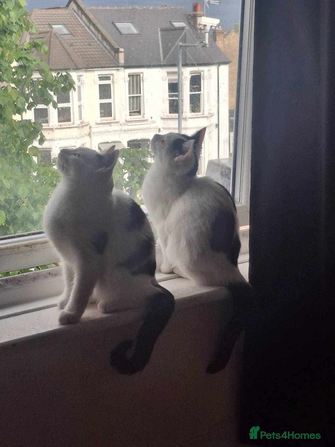 Mixed Breed cats for sale: Tina & Nina fully vaccinated kittens - Advert 2