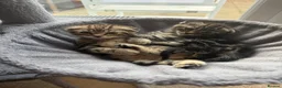 Scottish Fold cats for sale: Scotish fold  - Advert 3
