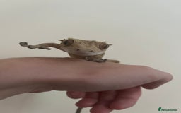 Gecko reptiles for sale: Super Dalmatian Crested Gecko For Sale - Image 6