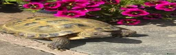 Tortoise reptiles for sale: Horsefield Tortoise  in Barnoldswick - Advert 3