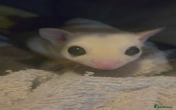 Sugar Glider rodents for sale: Female joey platinum mosiac - Image 3