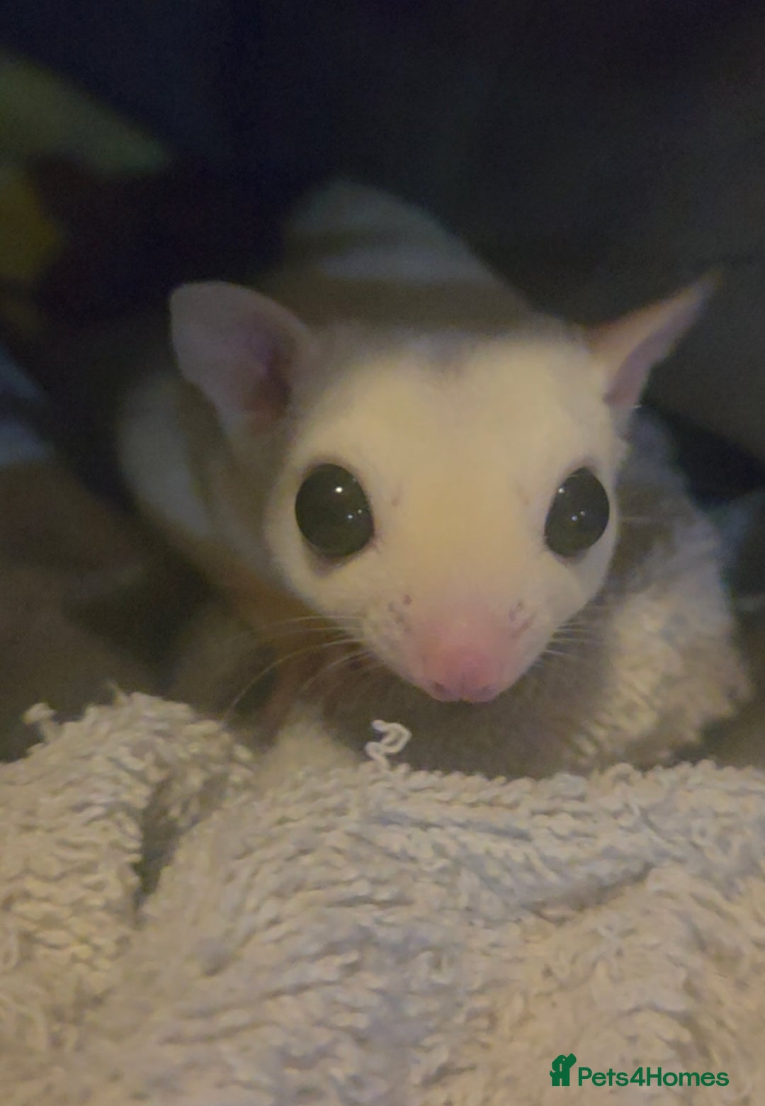 Sugar Glider rodents for sale: Female joey platinum mosiac - Image 3