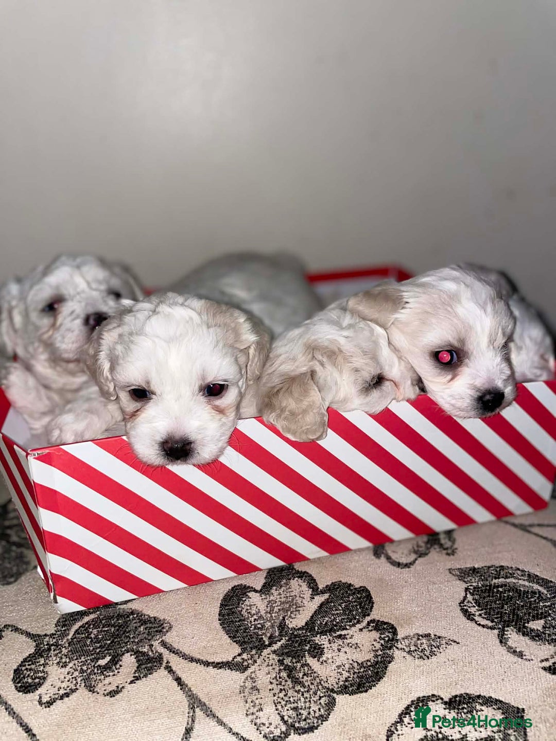 Bichon Frise dogs for sale: Adorable Bichon Puppies Looking! 🐾 - Advert 8