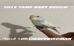 Budgerigars birds for sale: 100% SILLY TAME BABY BUDGIES - Image 2