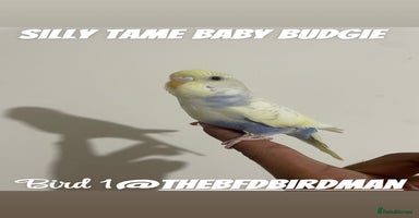 Budgerigars birds - Advert 6