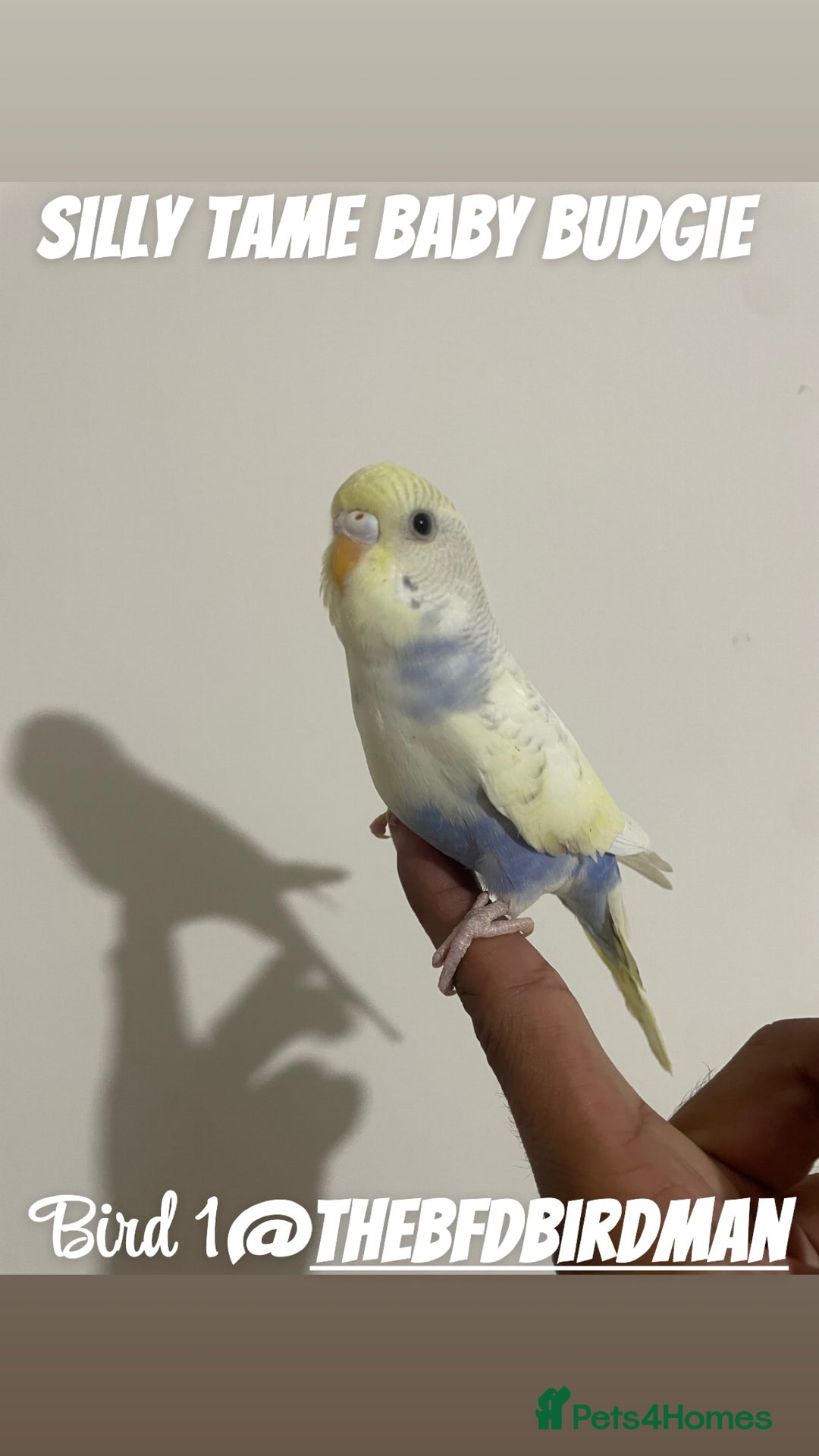 Budgerigars birds for sale: 100% SILLY TAME BABY BUDGIES - Image 2