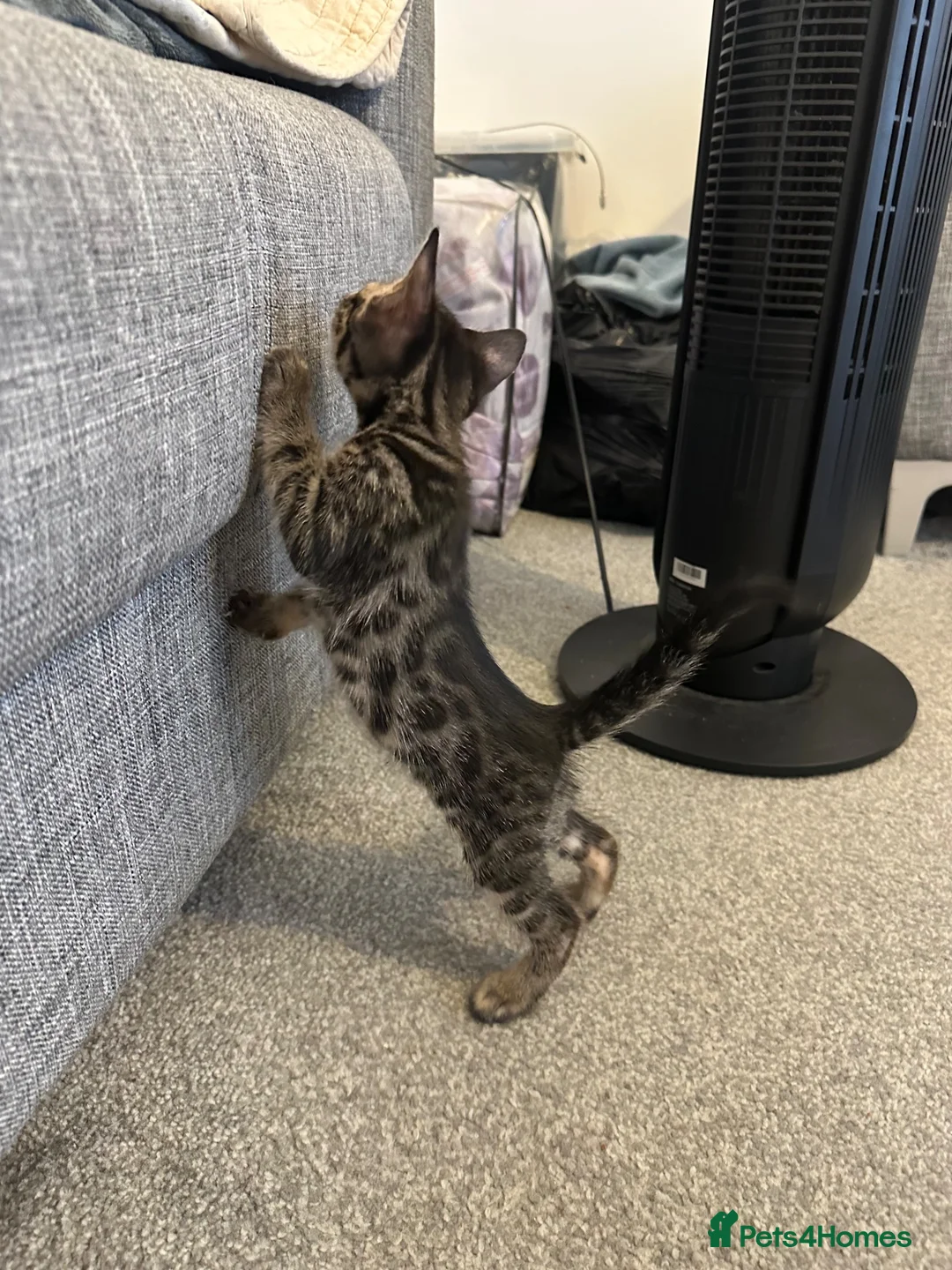 Bengal cats for sale: Bengal kittens - Advert 10