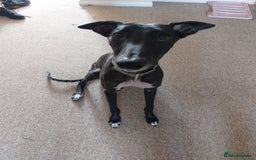 Mixed Breed dogs for sale: Lurcher male for urgent rehome - Image 3