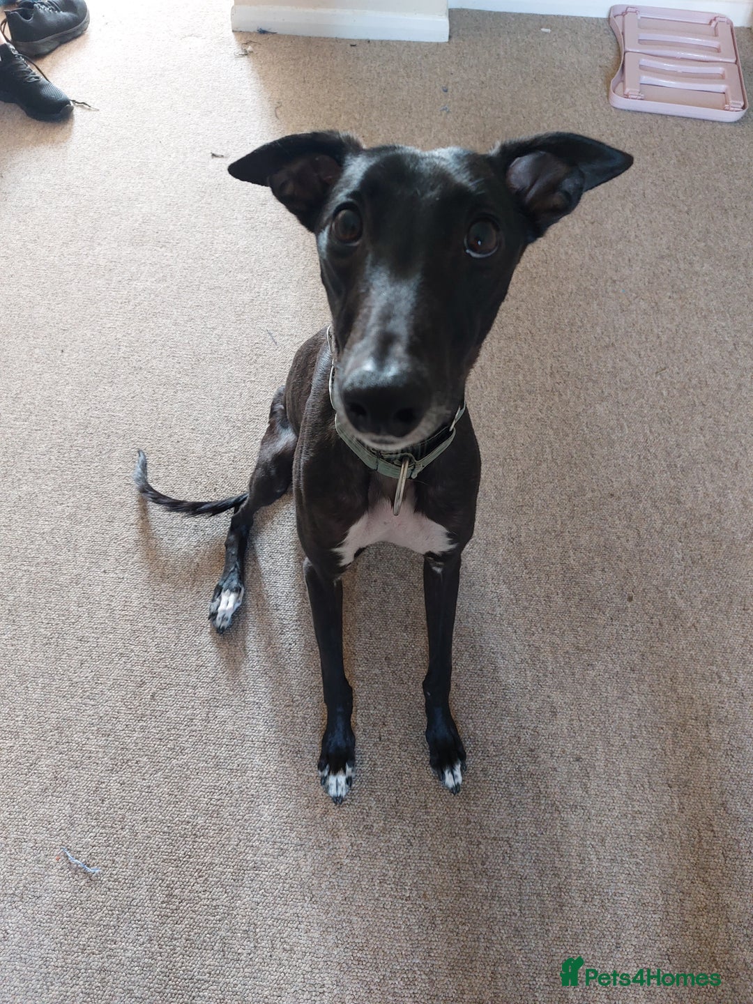 Mixed Breed dogs for sale: Lurcher male for urgent rehome - Image 3