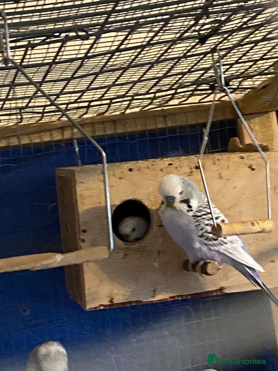 Budgerigars birds for sale: 3 pairs of budgies, searching for new homes  - Image 4