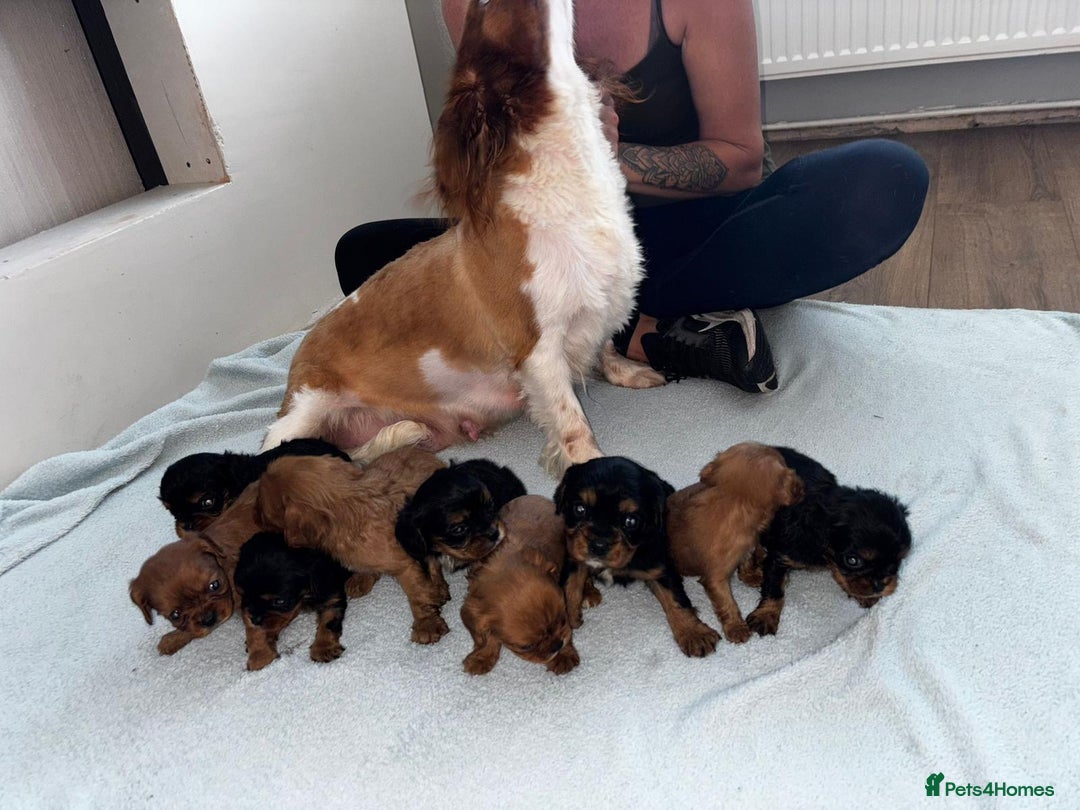 Cavalier King Charles Spaniel dogs for sale: Beautiful cavalier puppies  - Image 6