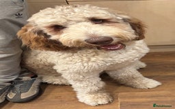 Bernedoodle dogs for sale: F1b St Berdoodle pups expected 15/9 - Image 4