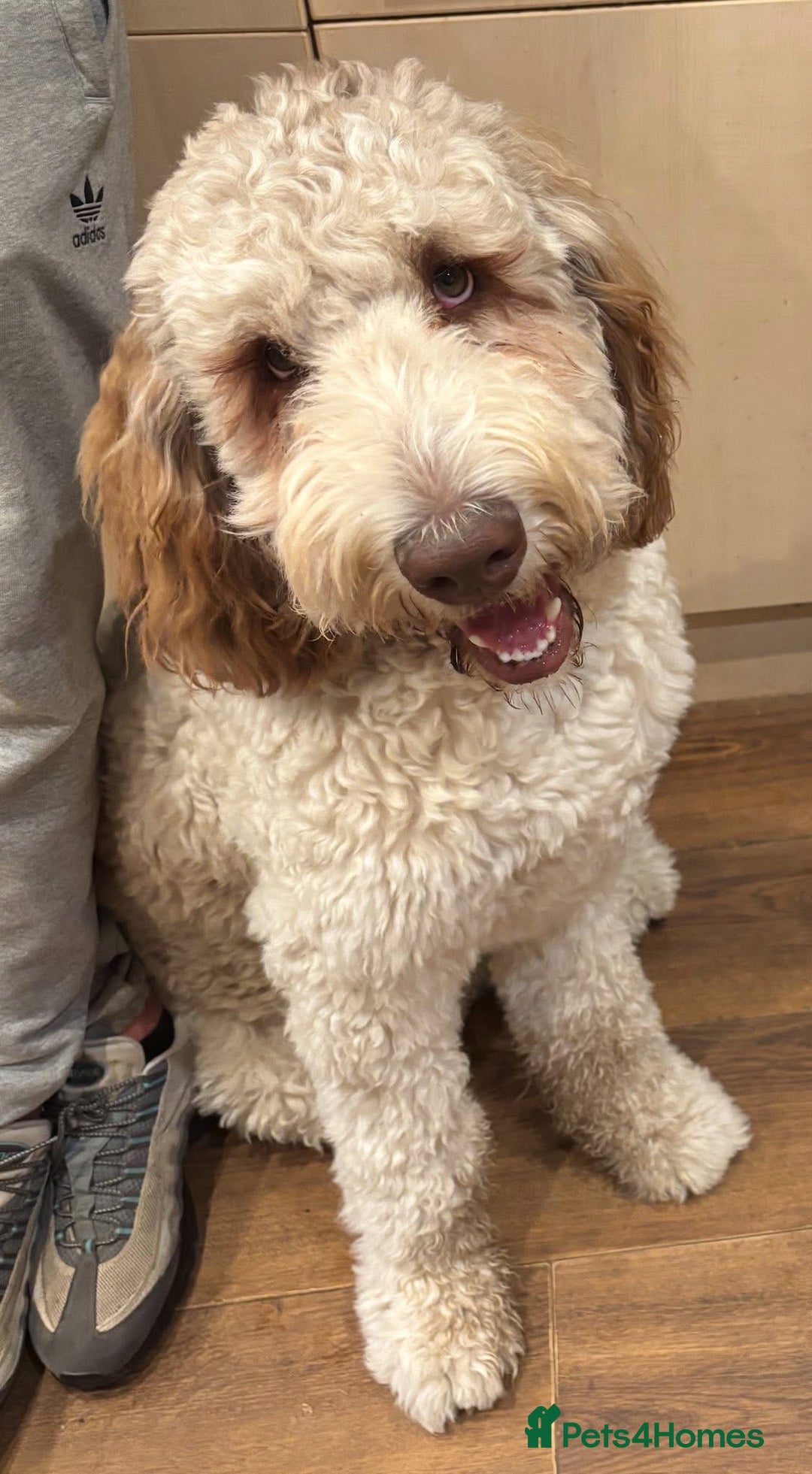 Bernedoodle dogs for sale: F1b St Berdoodle pups expected 15/9 - Image 4