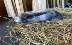 Lionhead rabbits for sale: Lion head x mini lop  - Image 15