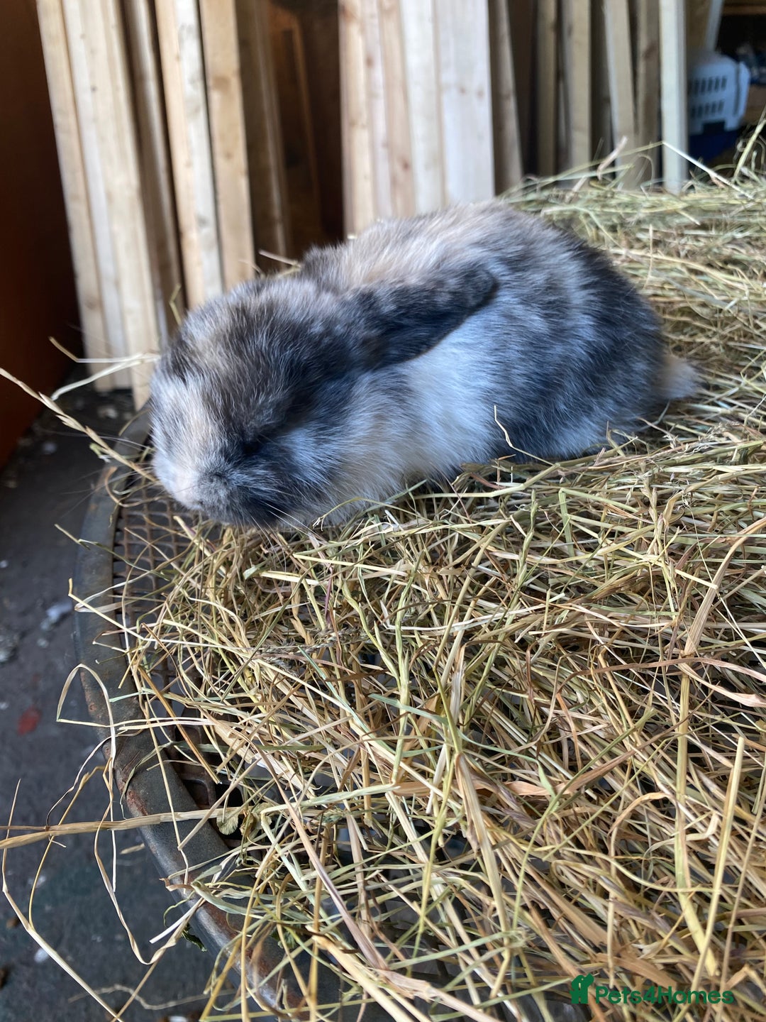 Lionhead rabbits for sale: Lion head x mini lop  - Image 15