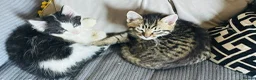 Mixed Breed cats for sale: Kittens for sale Walsall  in Walsall - Advert 8