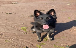 German Shepherd dogs for sale: DDR line German Shepard  - Image 2