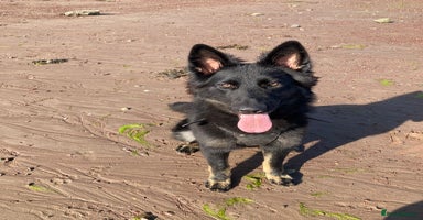 German Shepherd dogs - Advert 8