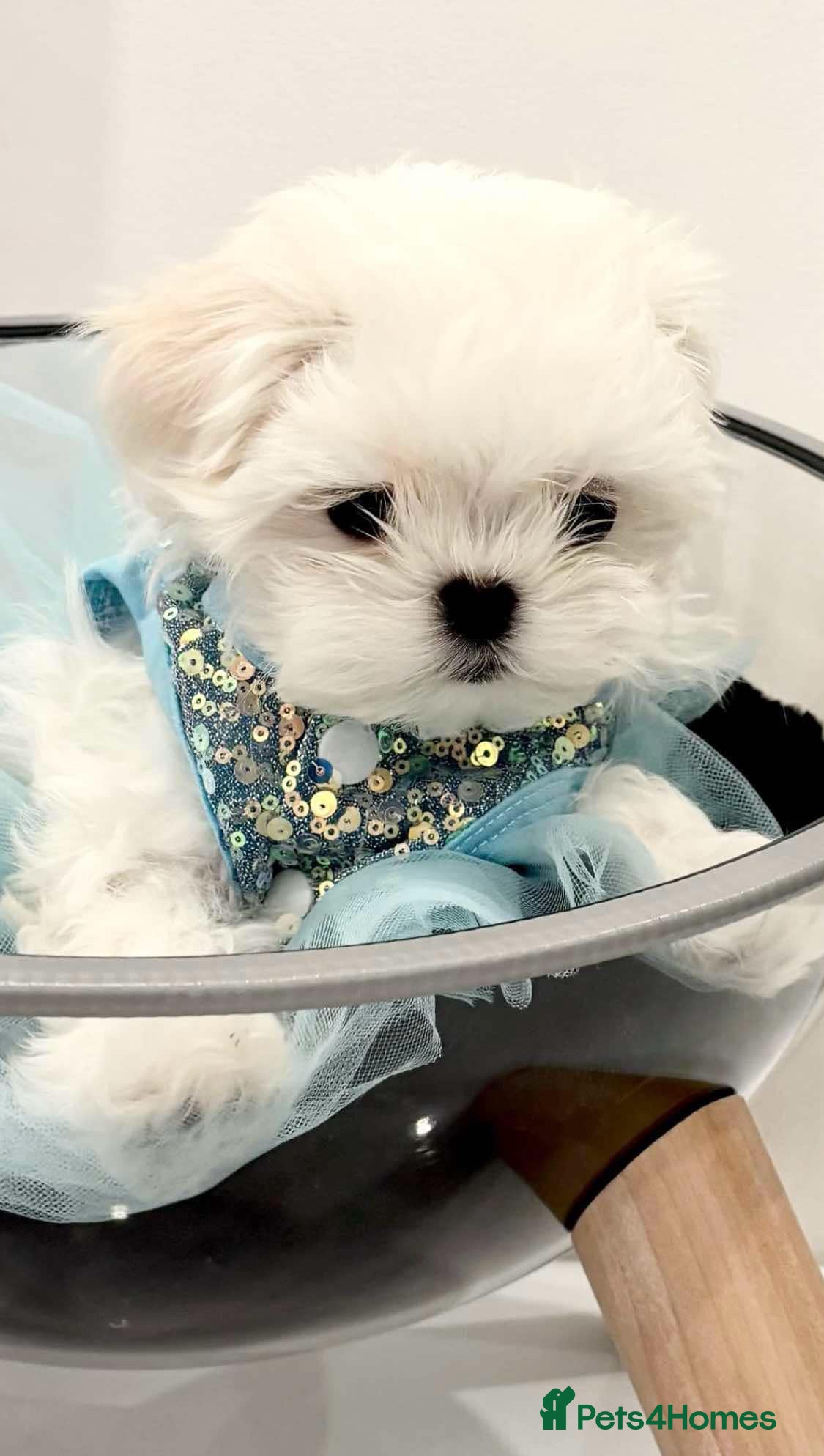 Do Maltese Dogs Shed Teacup Puppies Maltese Do They Shed Do