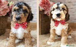 Australian Labradoodle dogs for sale: Home raised Australian Labradoodles due October - Image 9