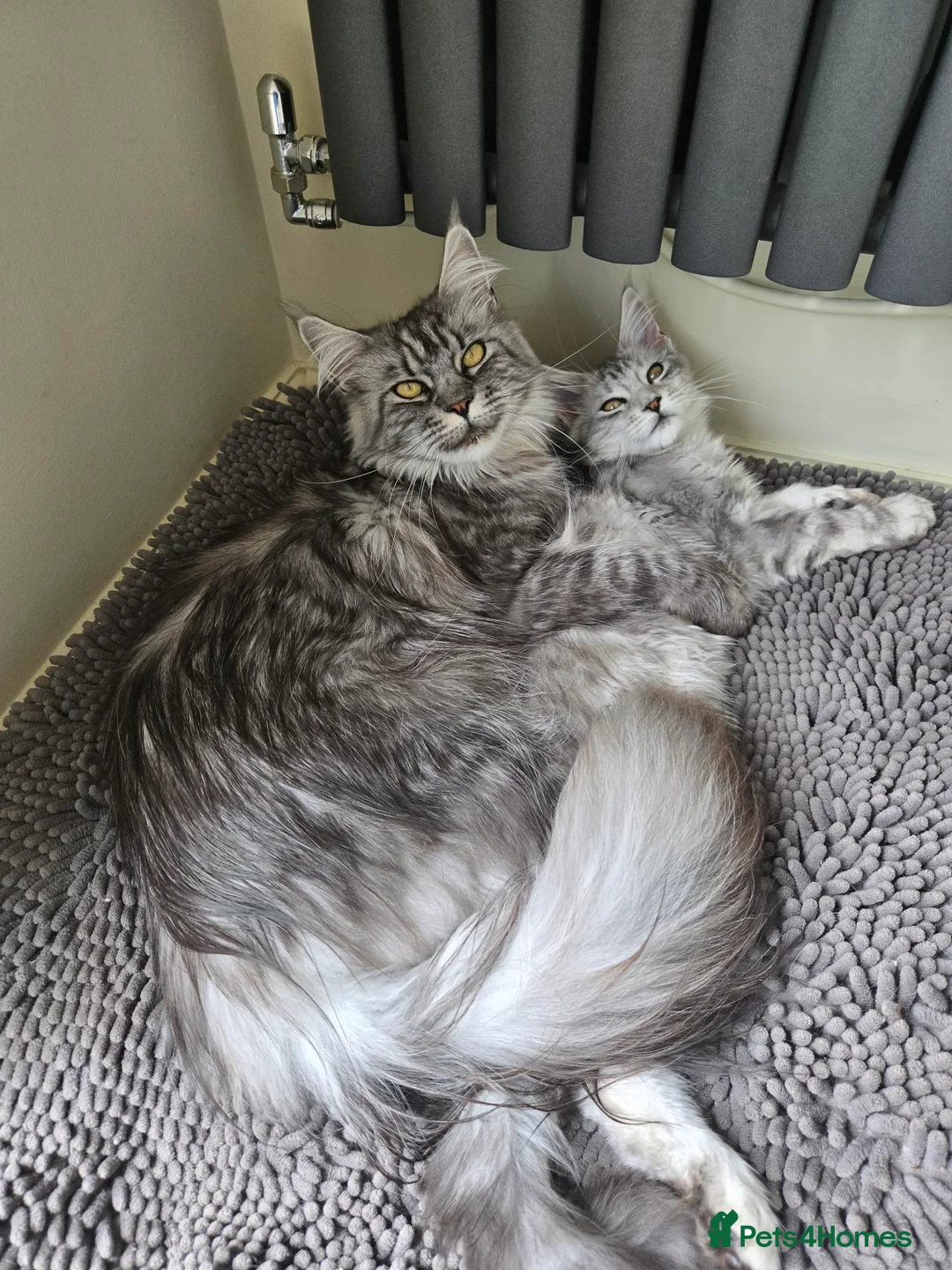 Maine Coon cats for sale: Maine Coon Female  - Advert 3
