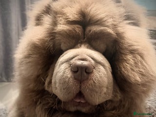 Chow Chow dogs Enzo the Lilac Chow Chow for stud 🦁 - Advert 1
