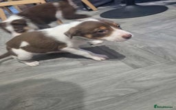 Border Collie dogs for sale: Border collie puppies  - Image 10