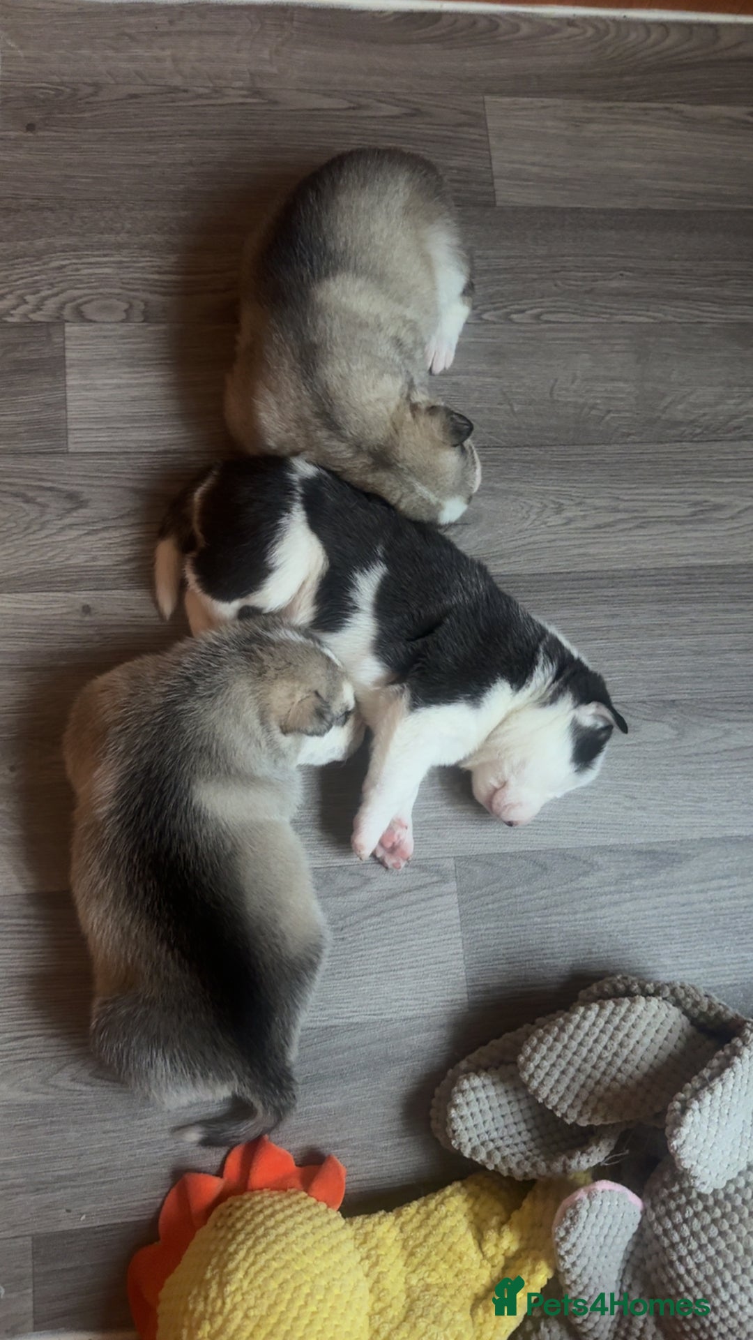 Siberian Husky dogs for sale: Husky Puppies – Ready 22/12/25 🐾  - Advert 6
