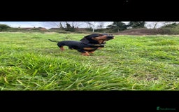 Miniature Dachshund dogs for sale: 3 miniature dachshunds - must go together  - Image 4