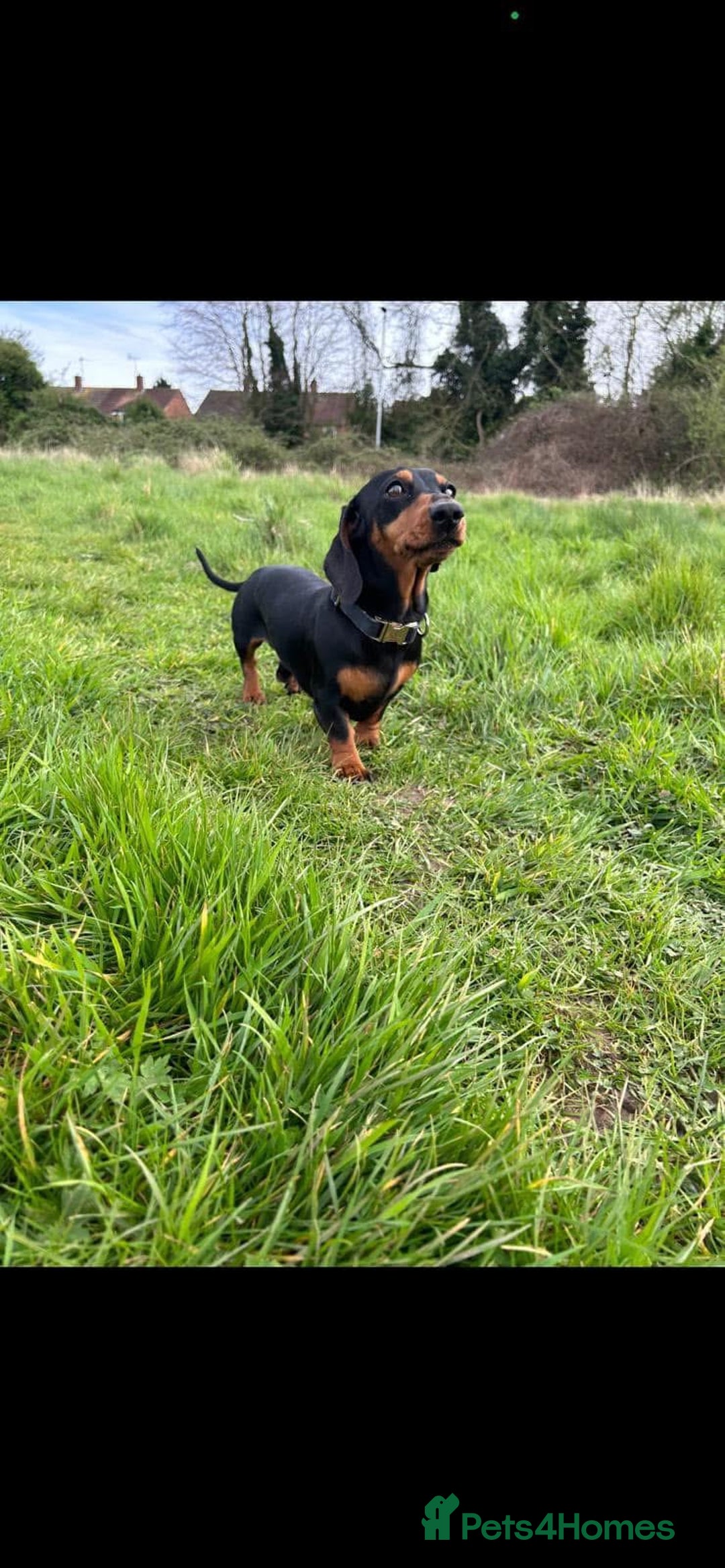 Miniature Dachshund dogs for sale: 3 miniature dachshunds - must go together  - Image 4