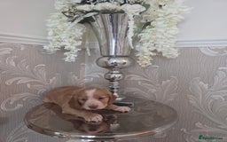 Cocker Spaniel dogs for sale: Stunning gold working cocker spaniel puppies!! - Image 4